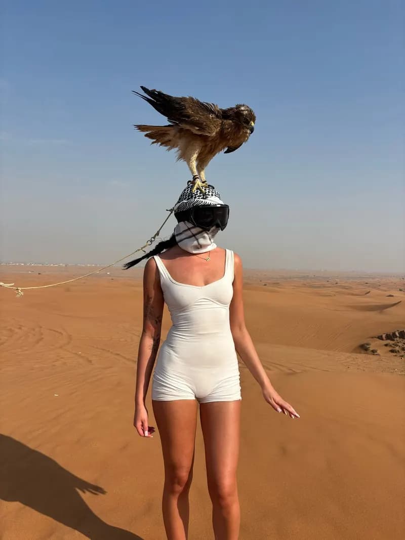 Falcon perched on a guest in the desert