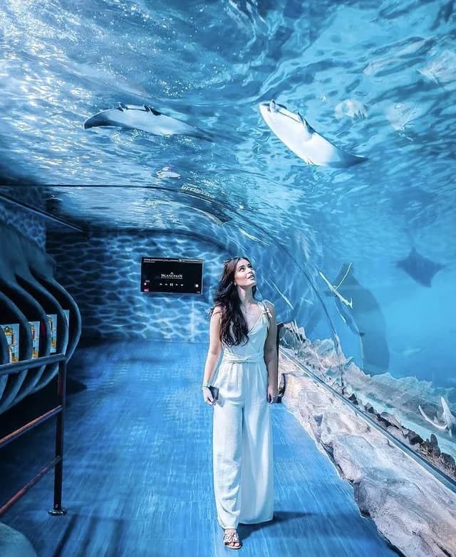Guest watching a ray pass overhead in the tunnel